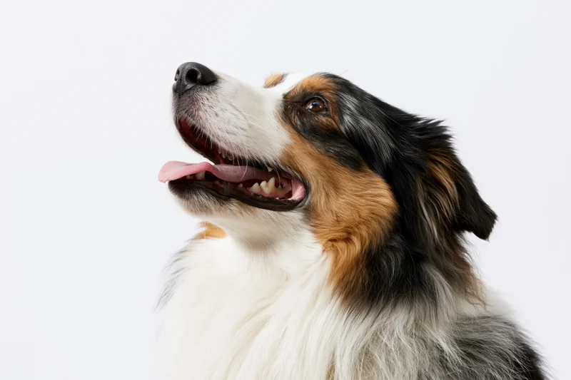 Australian shepherd dog looking upward with mouth open in studio portrait
