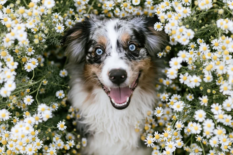 Australian shepherd with blue eyes smiling among white daisies in a garden