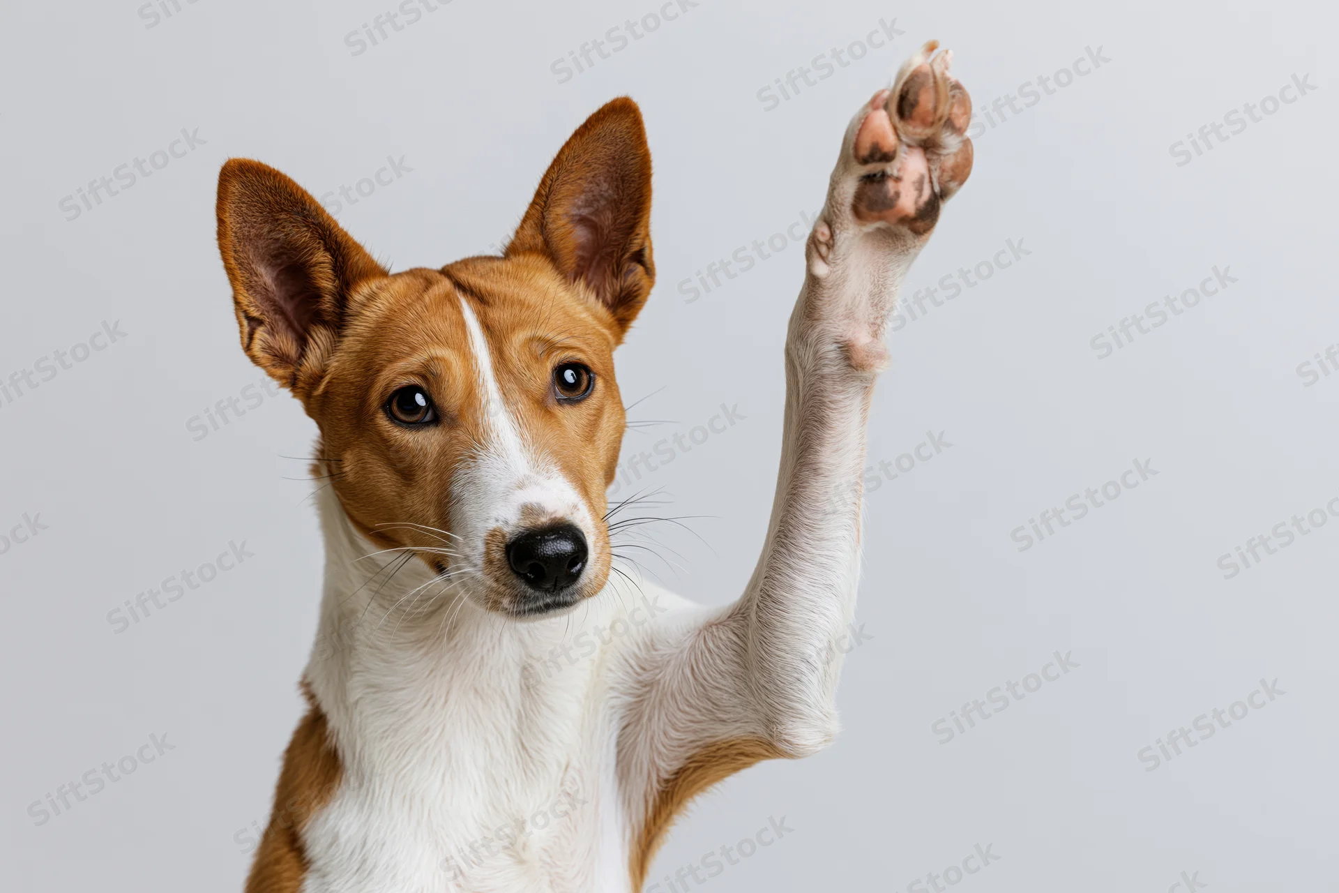 Basenji dog raising front paw in high five gesture against white background