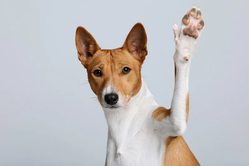 Basenji dog raising front paw in high five gesture against light gray background
