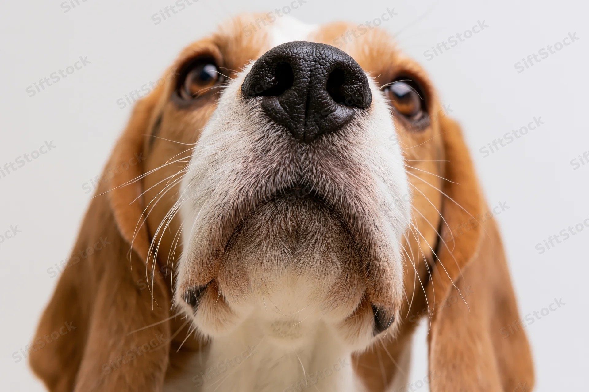 Close-up of a beagle dog looking upward with wide curious eyes against a plain white background