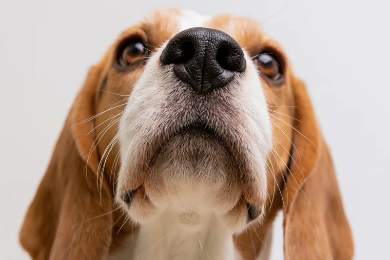Close-up of a beagle dog looking upward with wide curious eyes against a plain white background