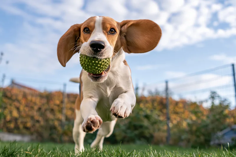 Beagle running with green spiky ball in its mouth across grassy yard