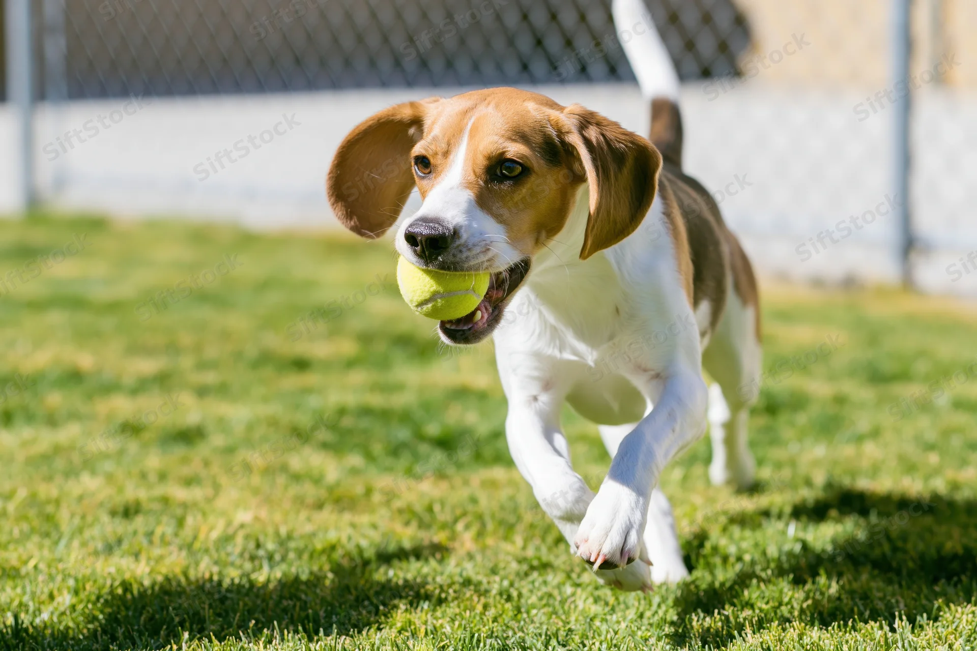 Beagle running full speed across a grassy backyard carrying a tennis ball in its mouth
