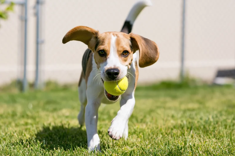 Beagle puppy running with tennis ball in mouth across grassy backyard