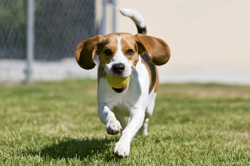 Beagle running full speed across a grassy backyard carrying a tennis ball in its mouth