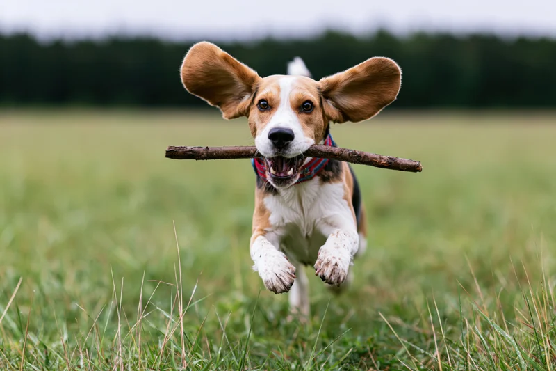 Beagle running full speed toward camera with stick in mouth across grassy field