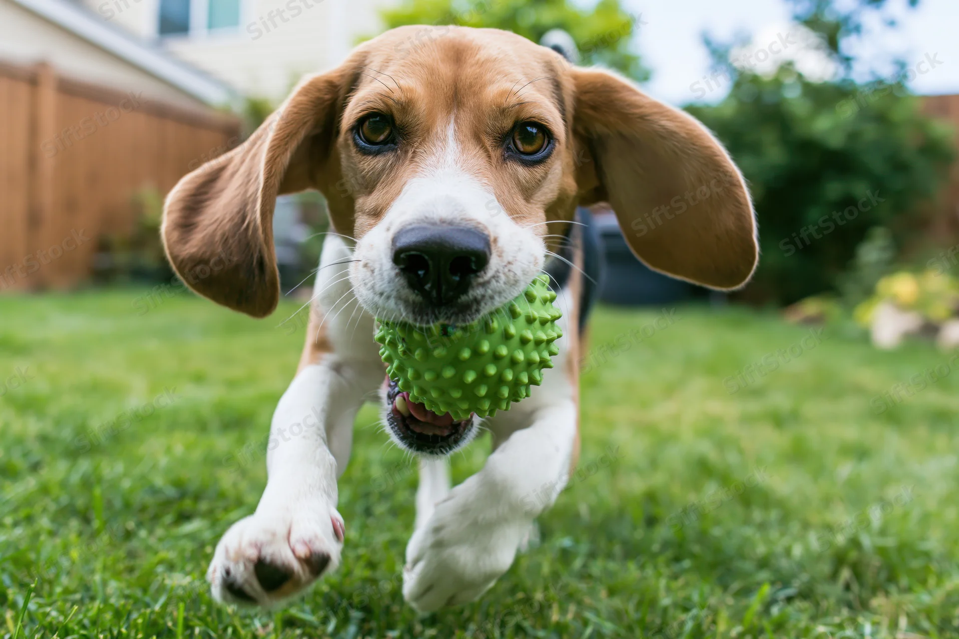 Beagle running toward camera with green spiky rubber ball in mouth on grassy yard