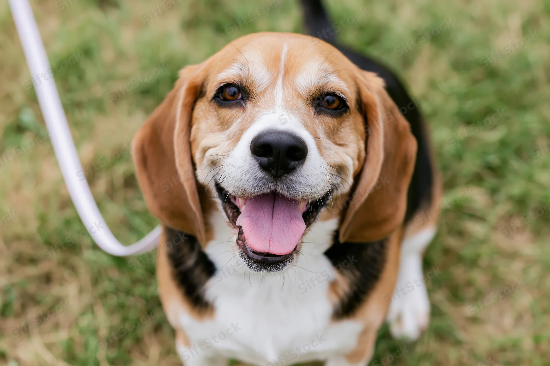 Beagle dog sitting on grass looking up at camera with mouth open and tongue out