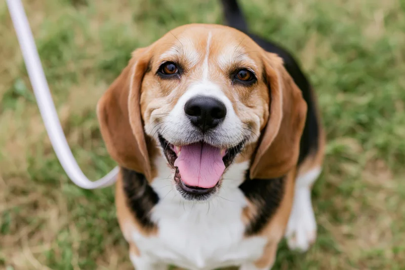 Beagle dog sitting on grass looking up at camera with mouth open and tongue out