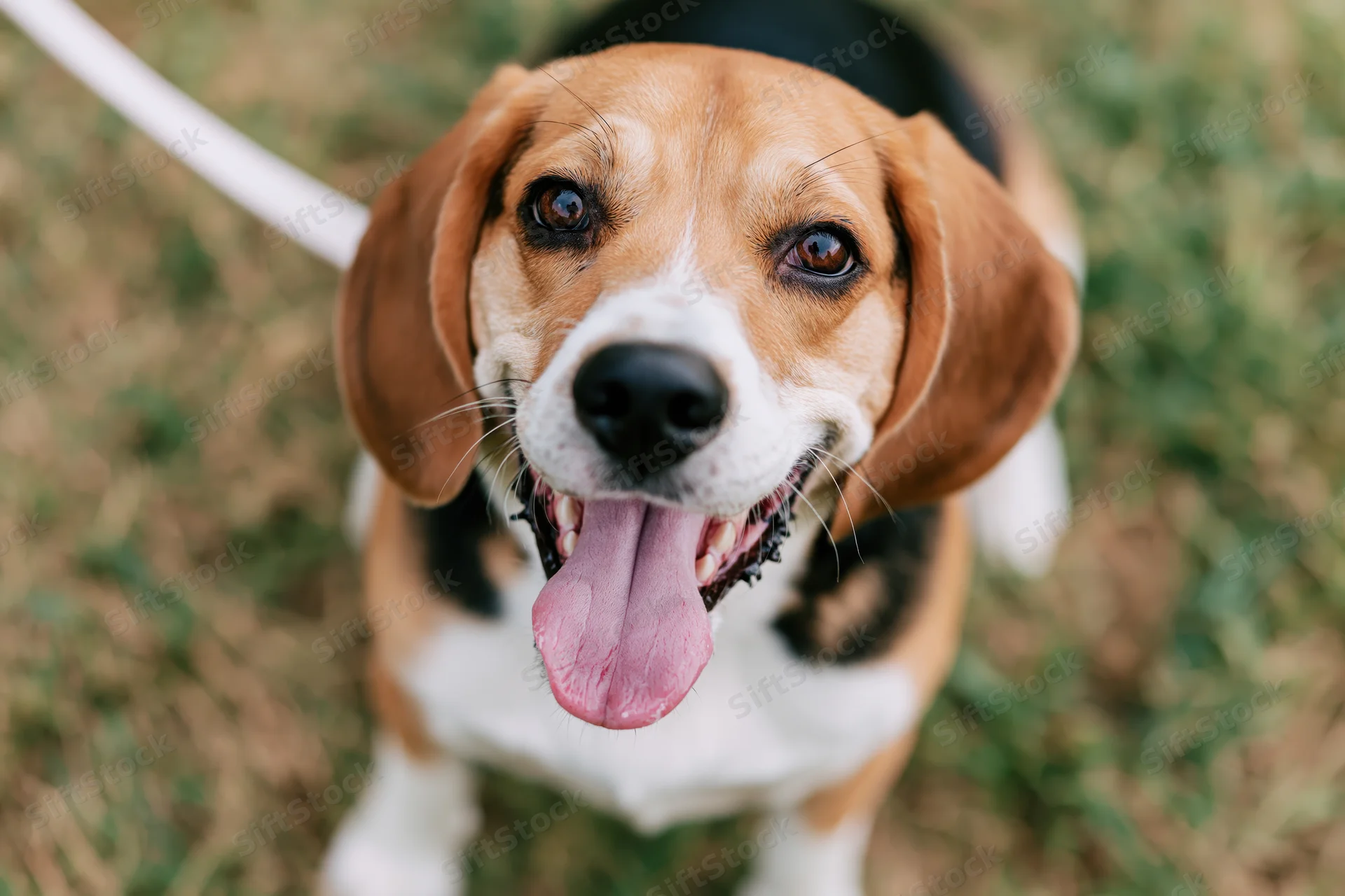 Beagle dog sitting on grass looking up at camera with tongue out