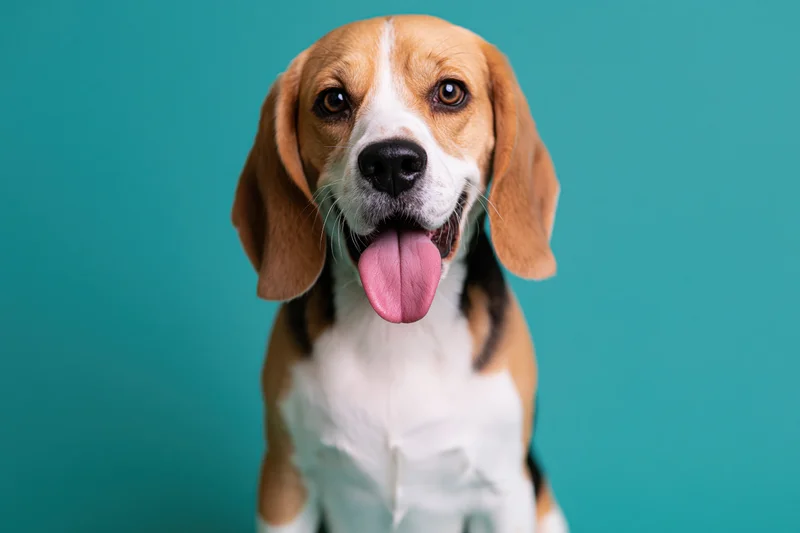 Beagle dog sitting upright facing camera with tongue out against teal background