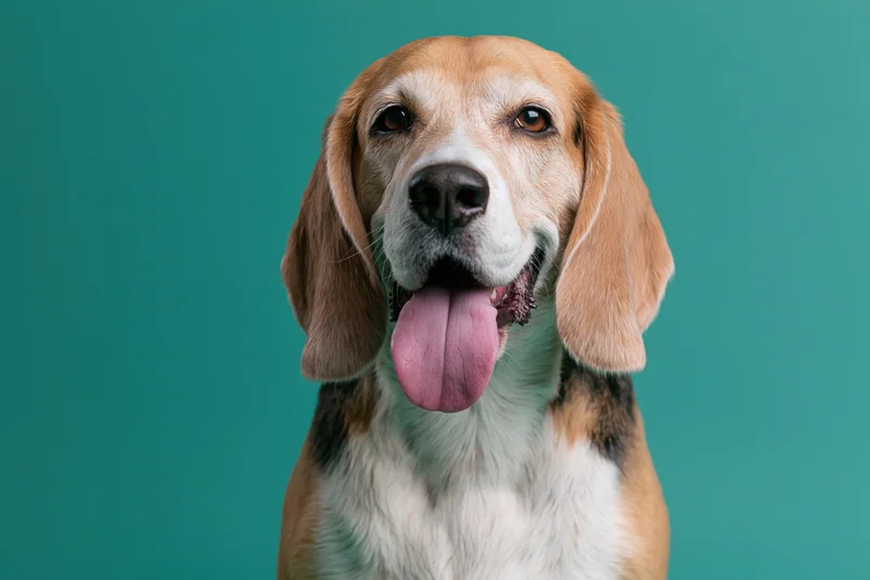 Beagle dog with tongue out facing camera in studio portrait