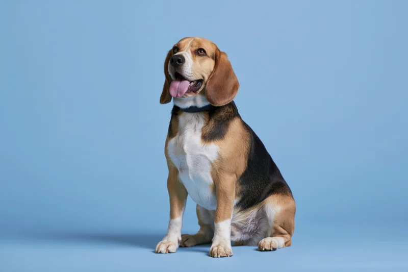 Beagle dog sitting upright with tongue out on seamless blue studio backdrop