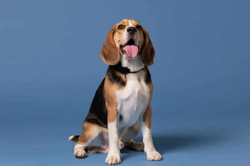 Beagle dog sitting upright with tongue out on seamless blue studio backdrop
