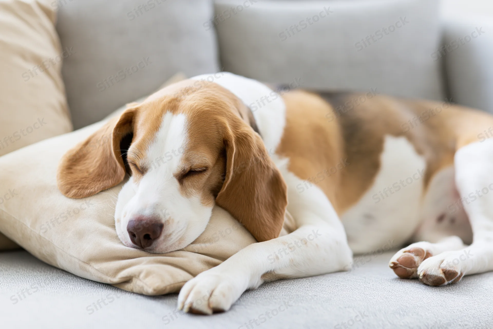 Beagle dog sleeping with head on a pillow on a light gray sofa