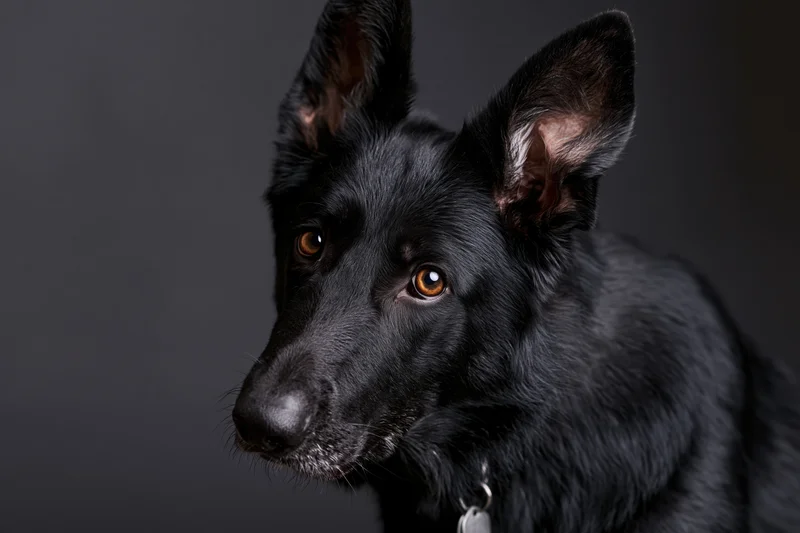 Black german shepherd dog tilting head with perked ears in studio portrait