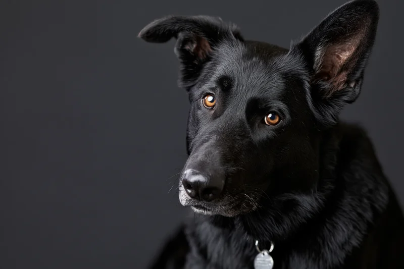 Black german shepherd dog tilting head with perked ears in studio portrait