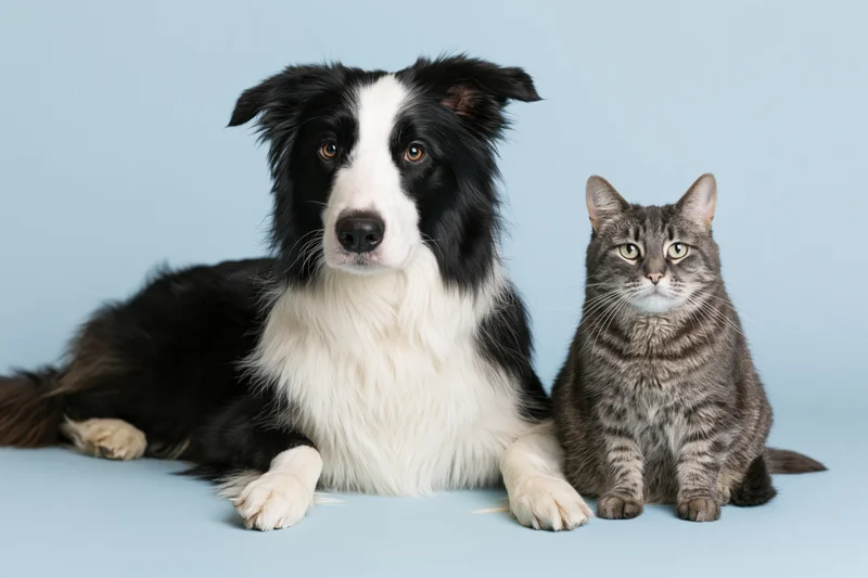 Black and white border collie lying beside a seated grey tabby cat on a blue studio background