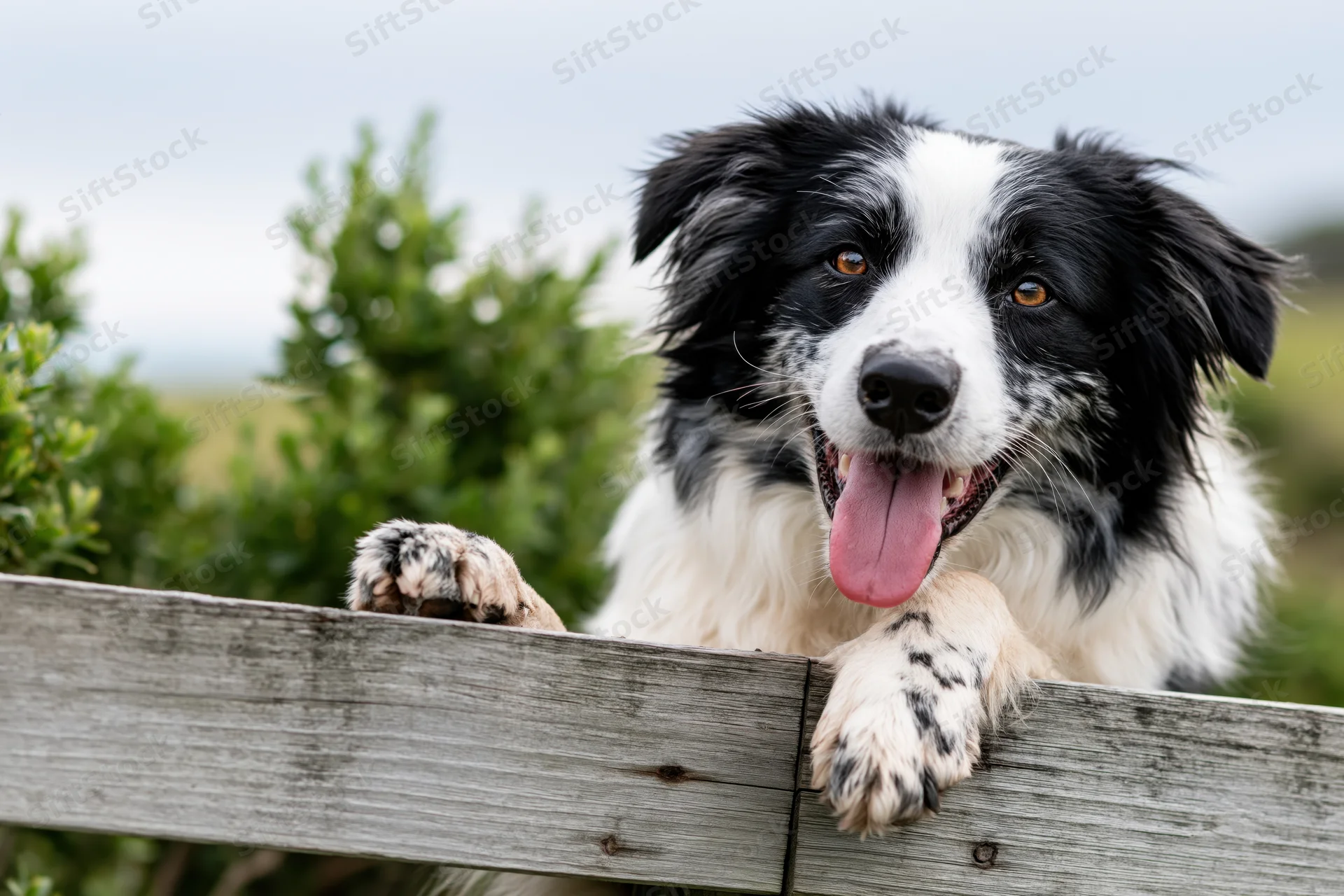 Border collie resting paws on wooden fence outdoors