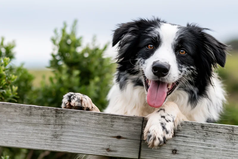Border collie resting paws on wooden fence outdoors