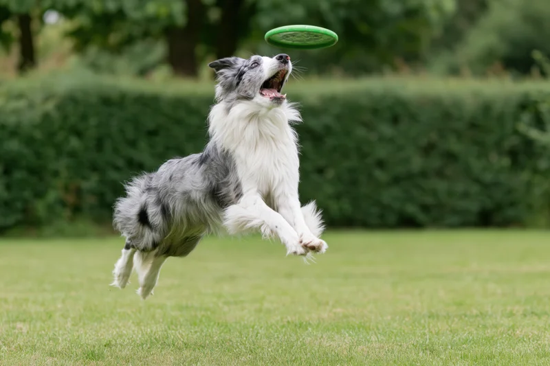 Blue merle border collie leaping to catch a green frisbee in a grassy park