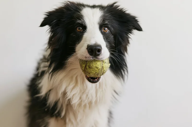 Border collie holding a worn tennis ball in its mouth against a plain background