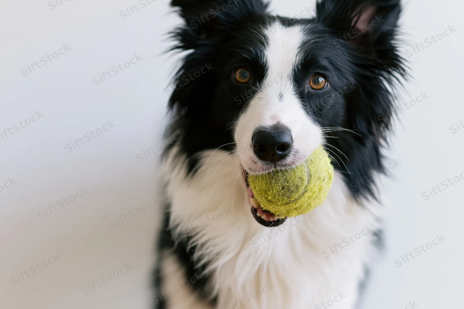 Border collie holding a worn tennis ball in its mouth against a white background