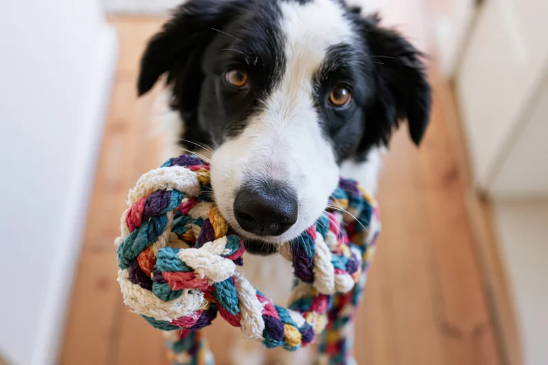 Border collie holding colorful knotted rope toy indoors on wooden floor