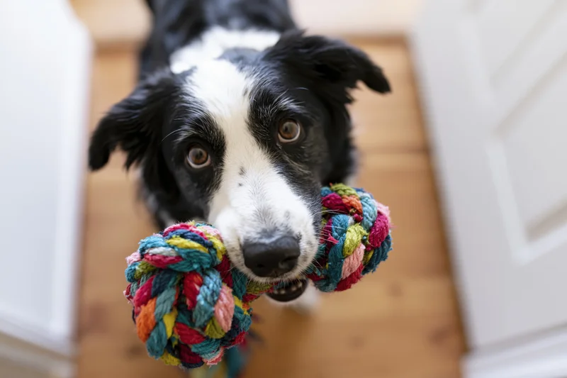Border collie holding colorful knotted rope toy in mouth indoors