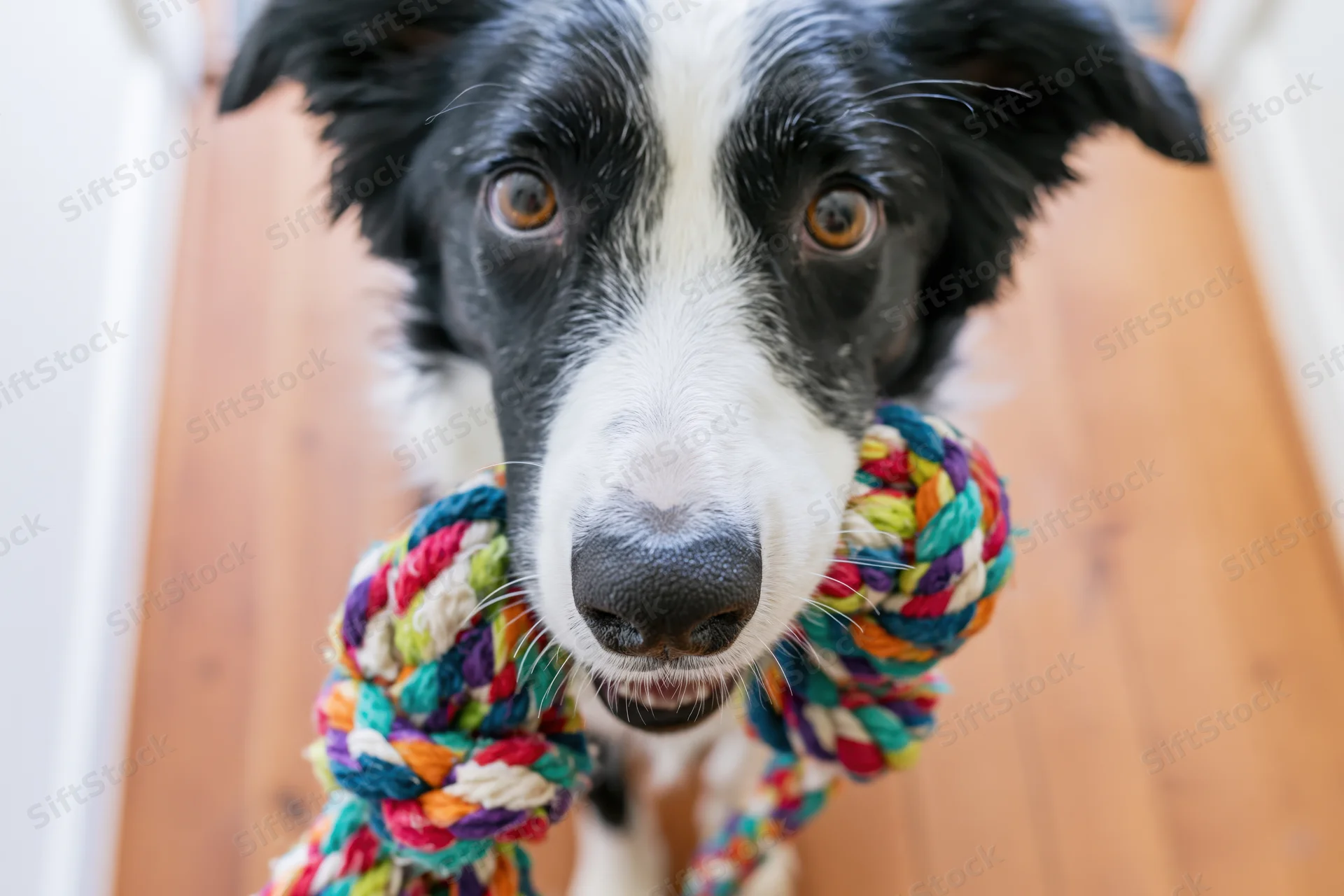 Border collie holding colorful knotted rope toy indoors on wooden floor