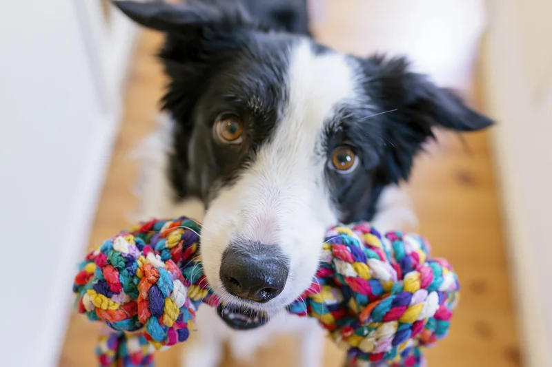 Border collie puppy holding colorful knotted rope toy in mouth indoors