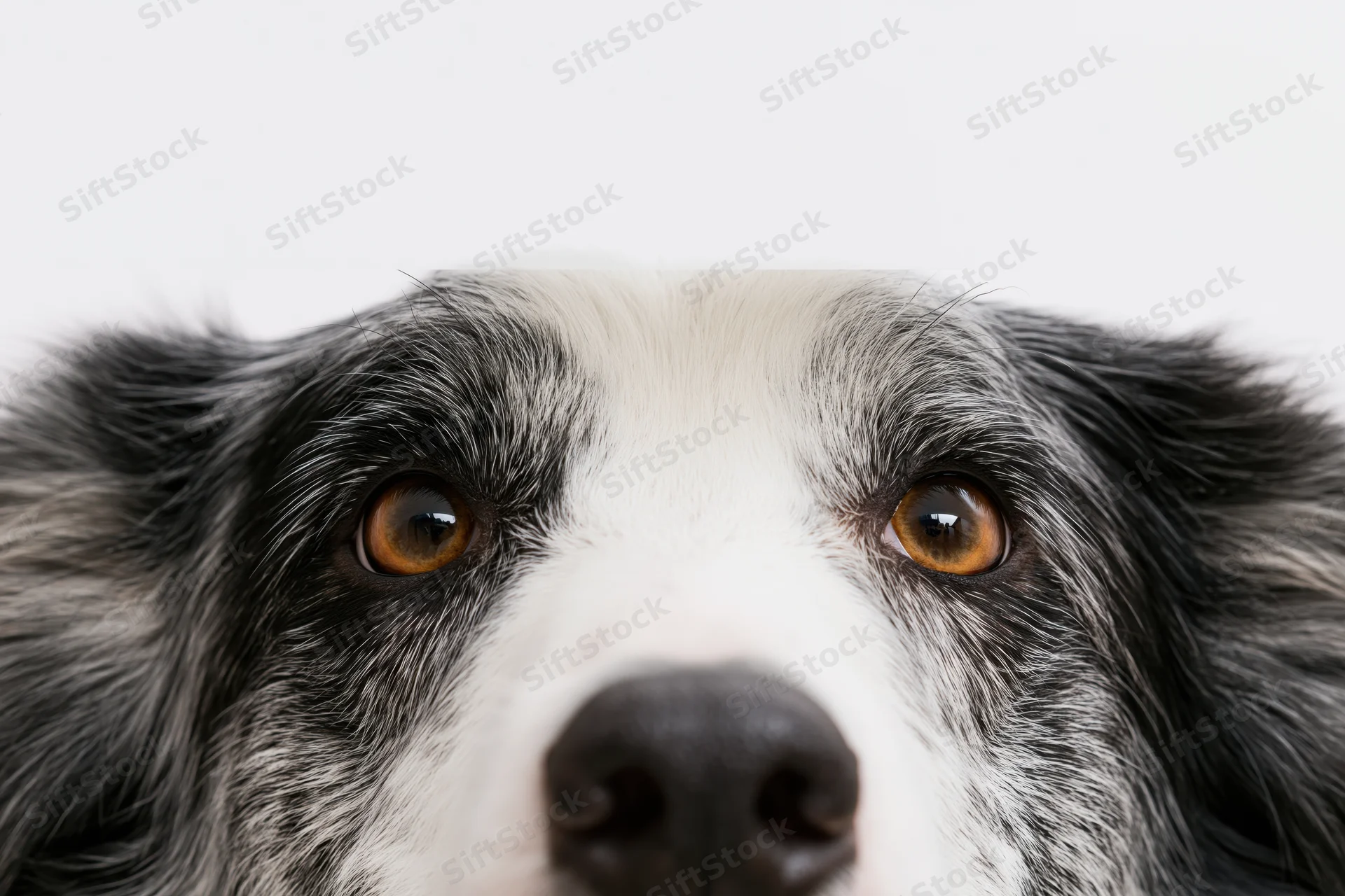 Border collie peering above frame edge with eyes and nose visible against white background