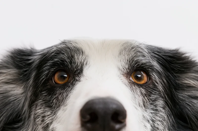 Border collie peering above frame edge with eyes and nose visible against white background