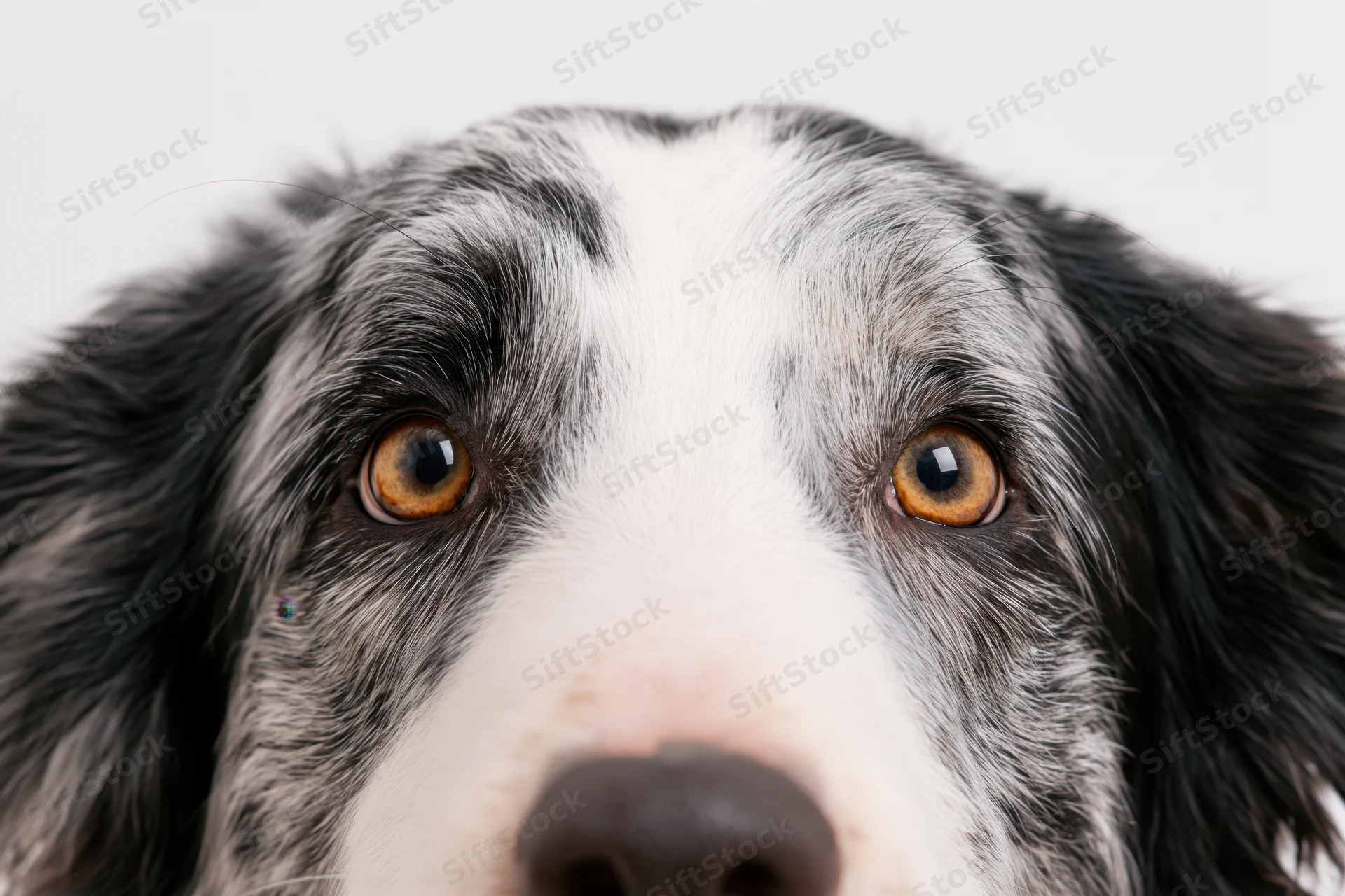 Closeup of a border collie's face with alert eyes and black and white fur against a white background