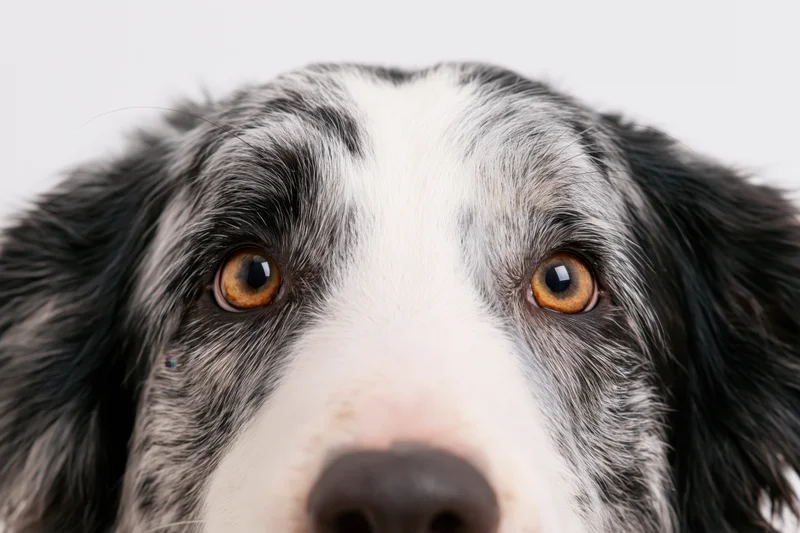 Closeup of a border collie's face with alert eyes and black and white fur against a white background