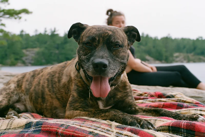 Brindle mixed-breed dog lying on plaid blanket outdoors with woman in background near lake