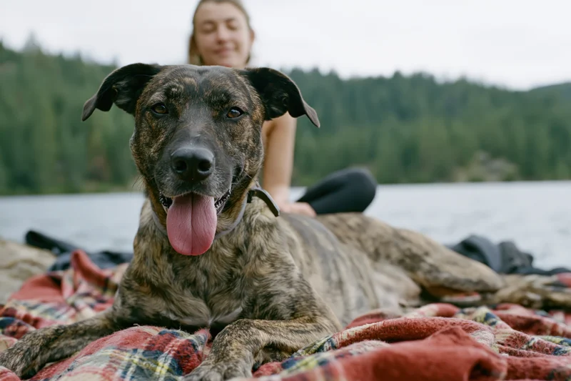 Brindle mixed-breed dog lying on a plaid blanket outdoors with a woman in the background near a lake
