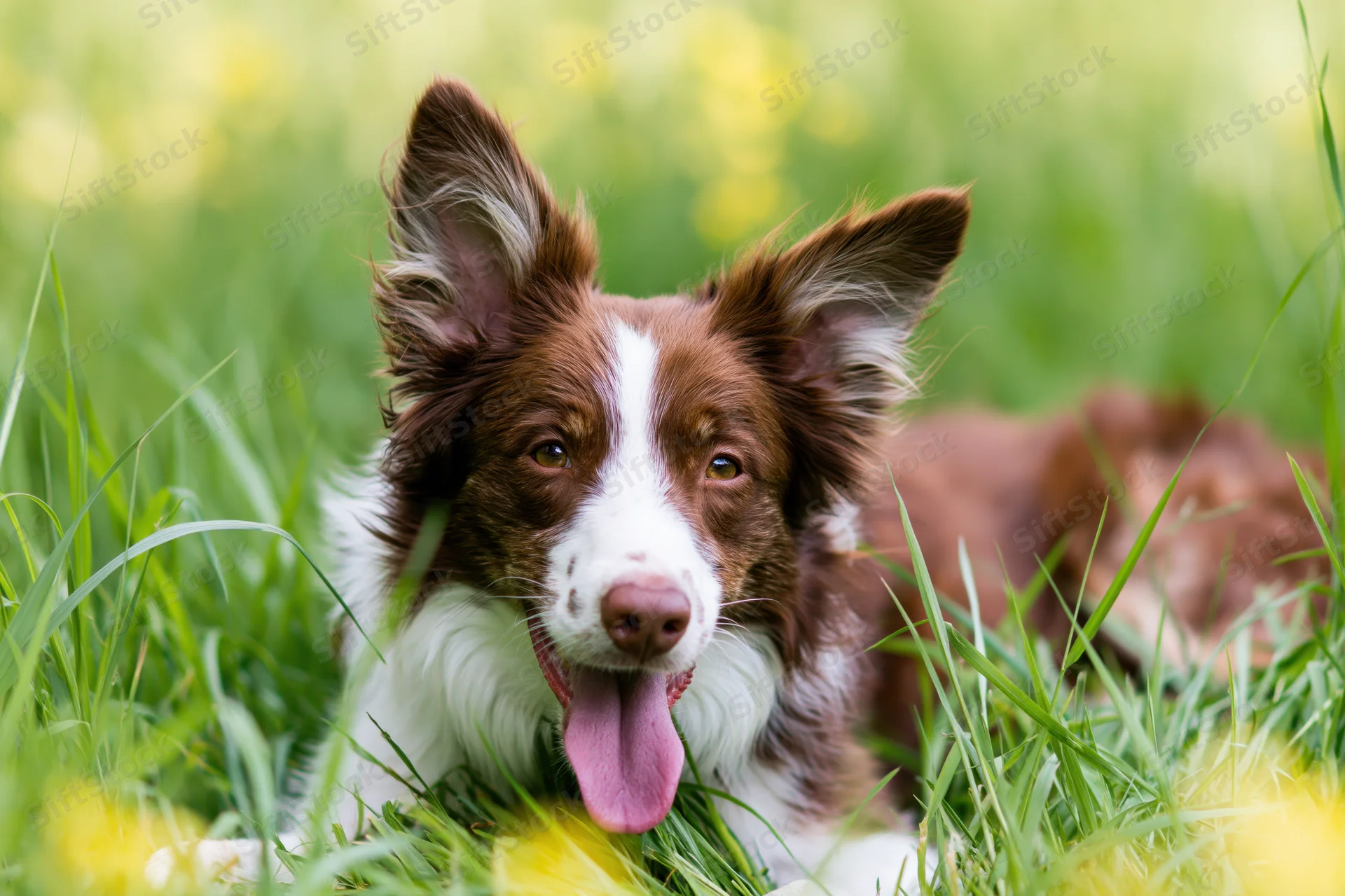 Brown and white border collie lying in tall green grass with tongue out