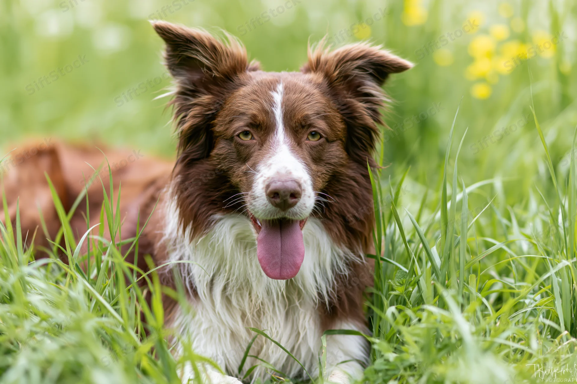 Brown and white border collie lying in tall green grass with tongue out
