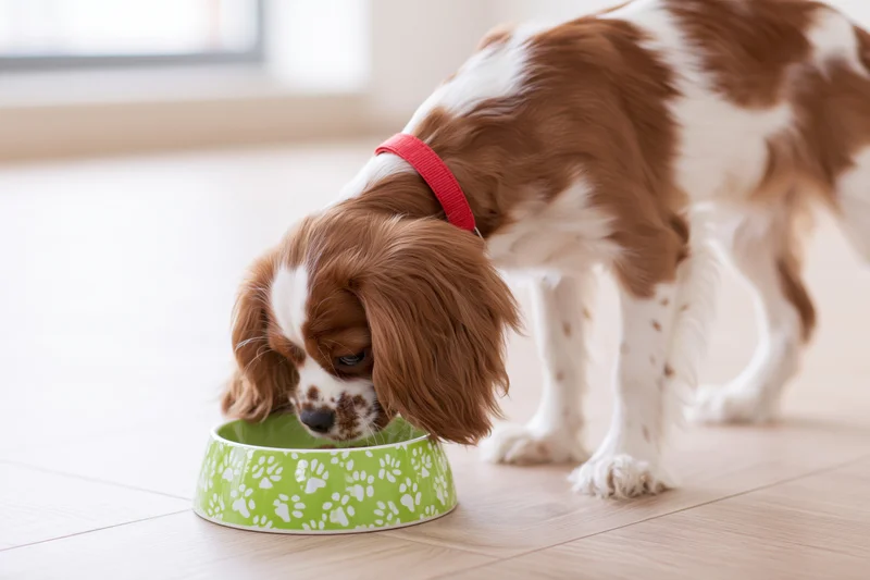 Cavalier king charles spaniel puppy eating from a green bowl with paw prints on a tiled floor indoors