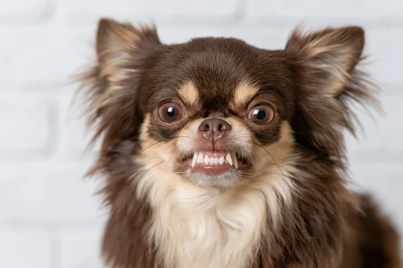 Long-haired chihuahua snarling with bared teeth against white brick background