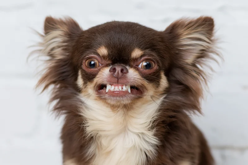 Longhaired chihuahua snarling with teeth bared against white background