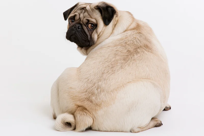 Chubby fawn pug sitting with back to camera head turned over shoulder in studio setting