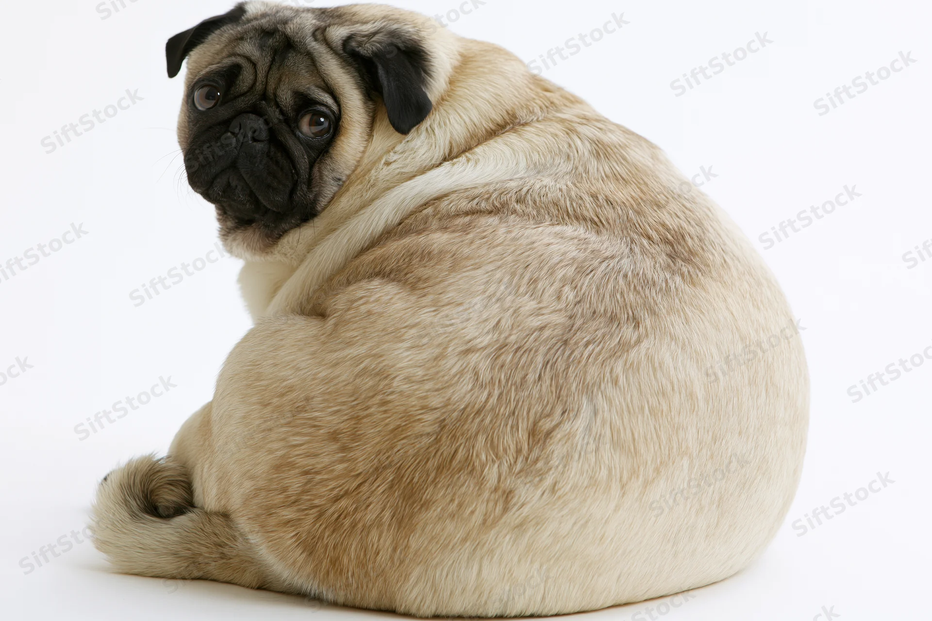 Chubby fawn pug sitting with back to camera head turned in profile against white background