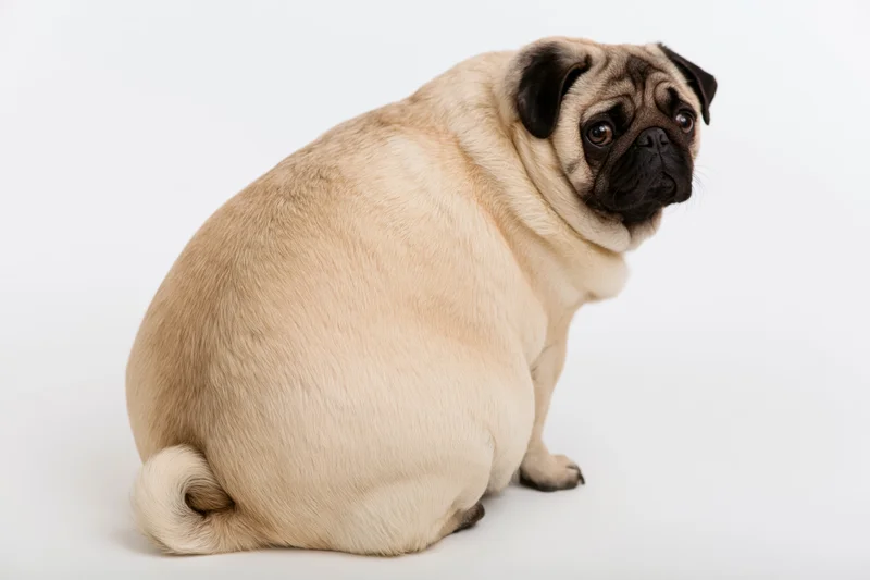 Chubby fawn pug sitting with back to camera and head turned to face viewer in studio setting