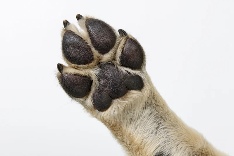 Close-up of a dog's paw raised upward showing the underside against a white background
