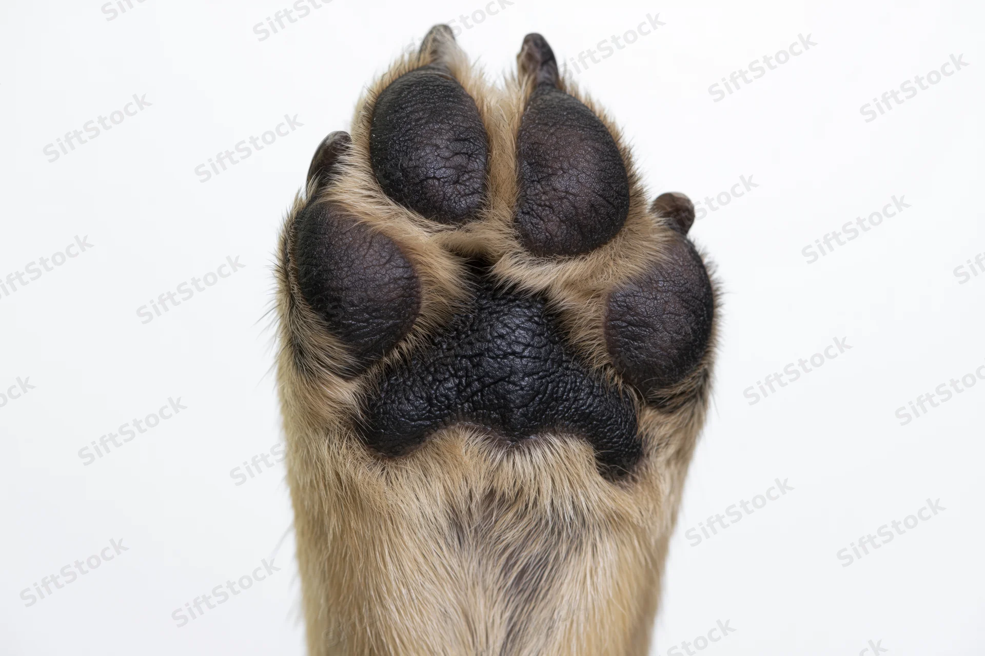 Closeup of a dog's paw raised upward showing the underside with black pads and beige fur against a white background