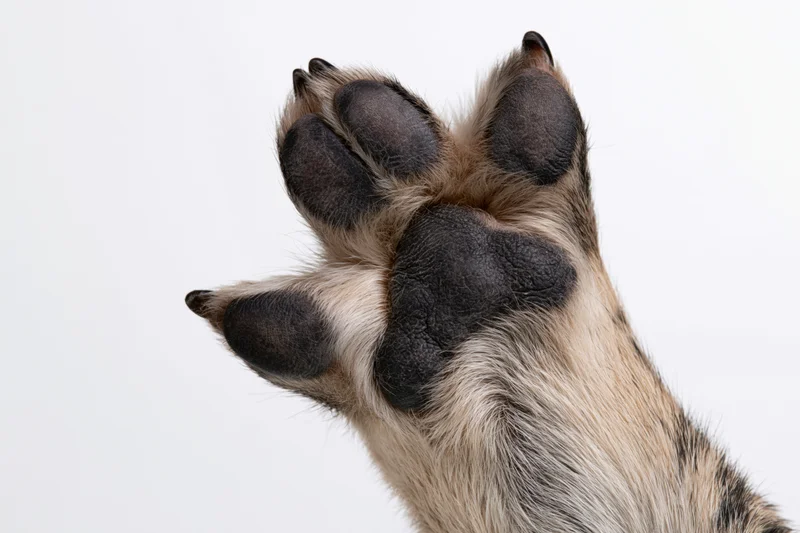 Close-up of a dog's paw raised upward showing the underside with visible pads and claws against a white background