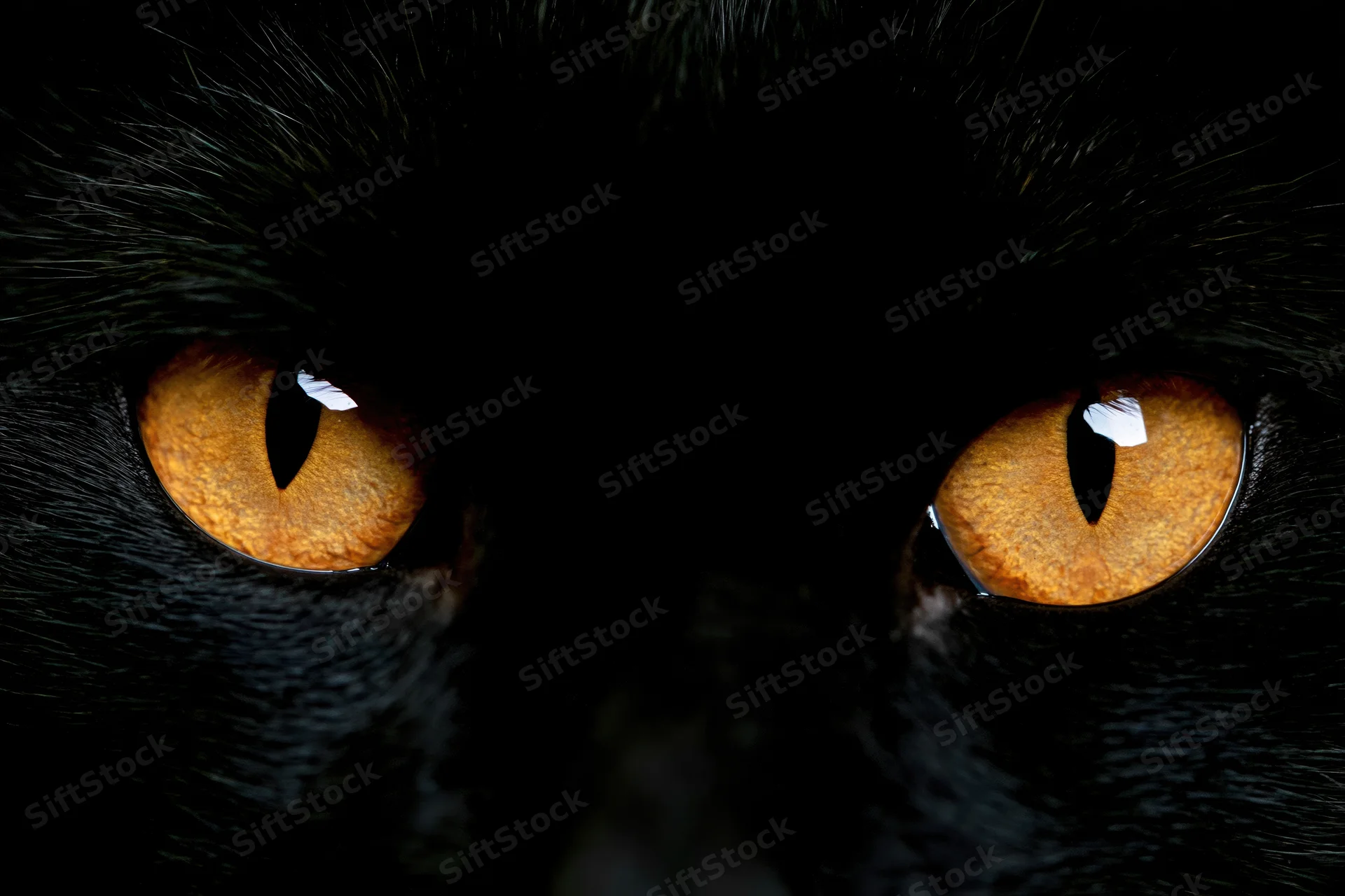 Close-up of a black cat's glowing amber eyes in near-total darkness